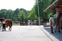 Heirweghof [Paardenpension]